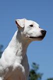 PARSON RUSSEL TERRIER 189